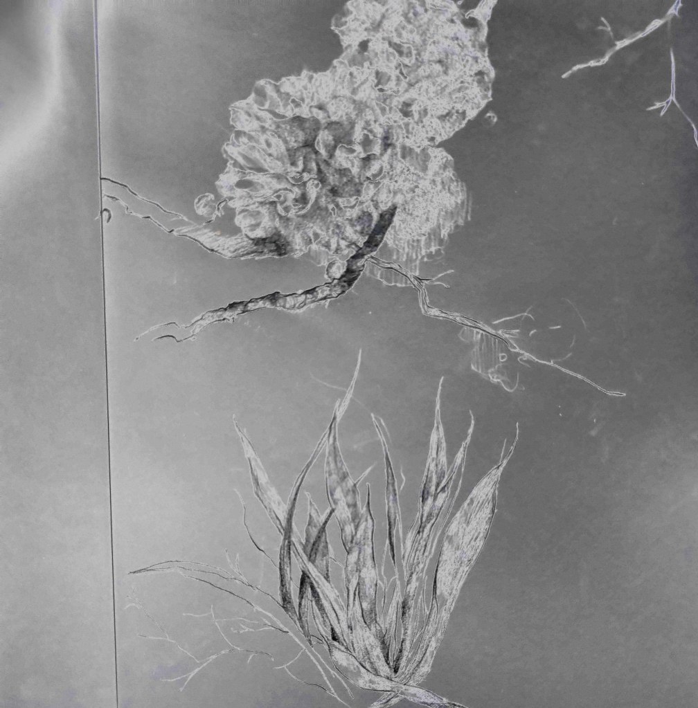 IVY-YAOTSAECHYNG-IVYYCREATION-ARTWORK- NATURAL